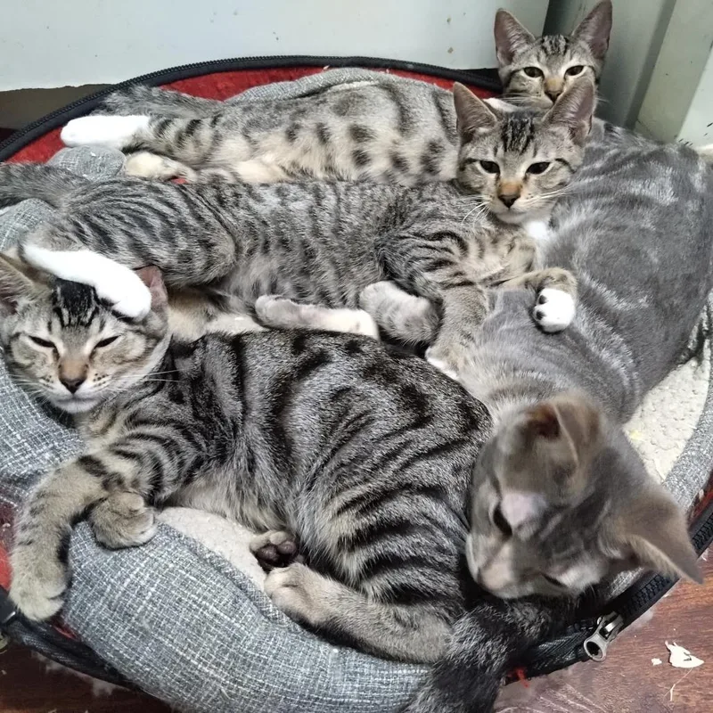 John Lennon thumbnail 2