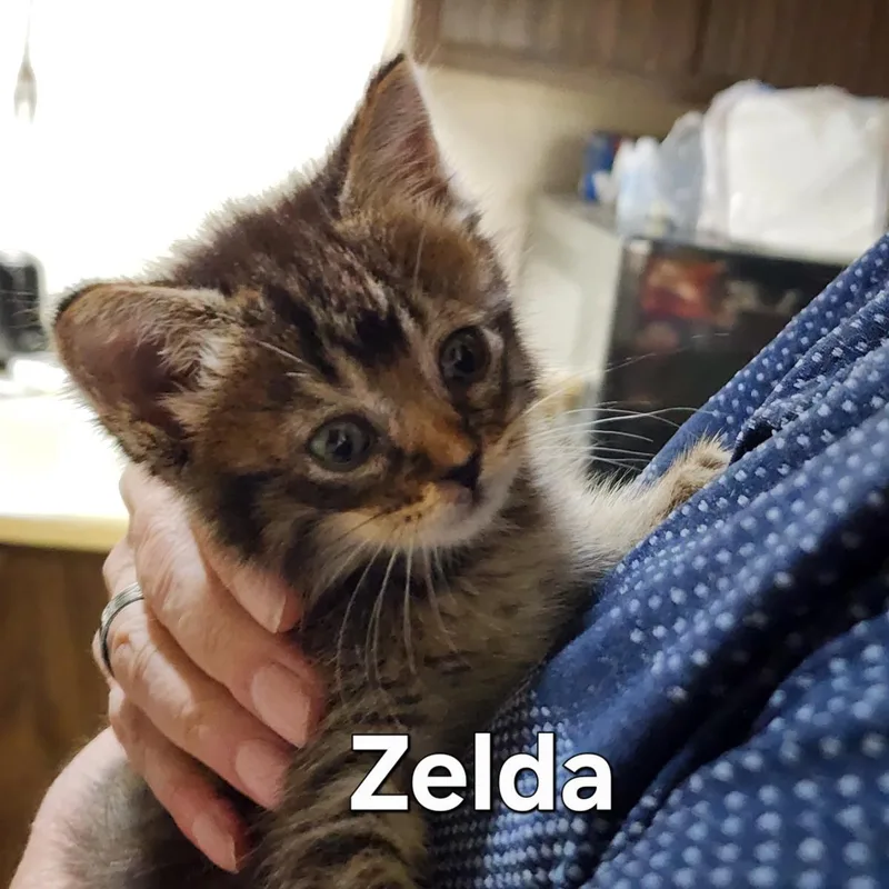 A baby medium-sized female Domestic Long Hair cat named Tiatha for adoption in Lincoln, CA