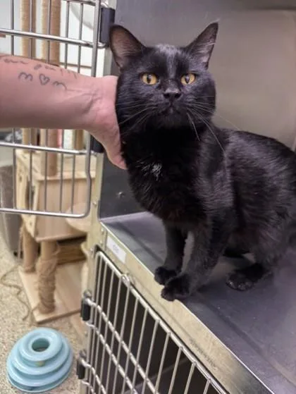 An adult medium-sized male Domestic Short Hair cat named Bentley for adoption in Blue Springs, MO