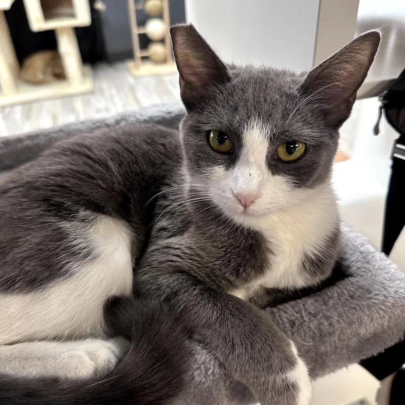 A young small-sized female Gray / Blue / Silver Domestic Short Hair cat named Shrimp for adoption in Las Vegas, NV