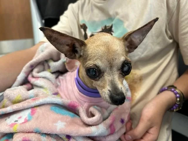A senior small-sized female Chihuahua dog named A for adoption in Ocala, FL