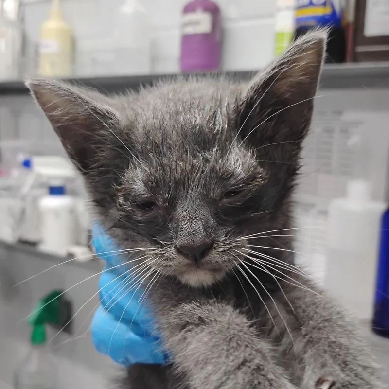 A baby small-sized female Gray / Blue / Silver Domestic Short Hair cat named Gravy for adoption in Summerville, SC