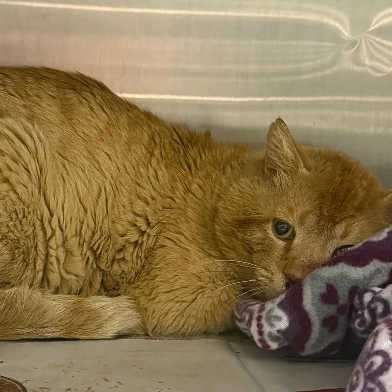 An adult large-sized male Orange / Red Domestic Short Hair cat named Erik for adoption in Waukesha, WI