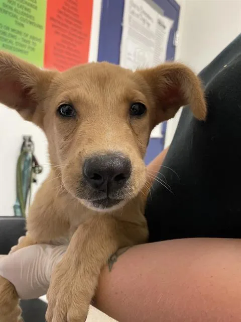Peaches  URGENT