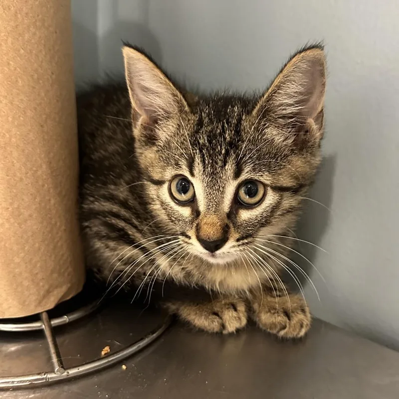 A baby small-sized male Gray / Blue / Silver Domestic Short Hair cat named Aperol Spritz for adoption in Chattanooga, TN