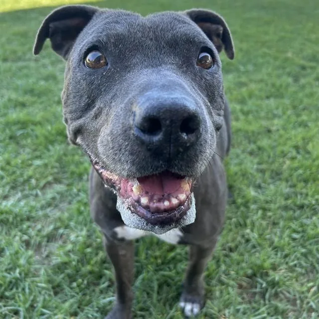 A senior medium-sized male Pit Bull Terrier dog named Sarge for adoption in Riverside, CA