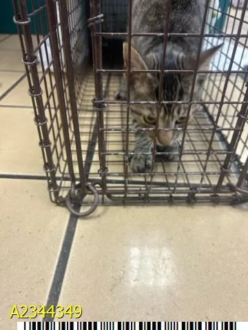 A baby small-sized female Domestic Short Hair cat named Annie for adoption in West Palm Beach, FL