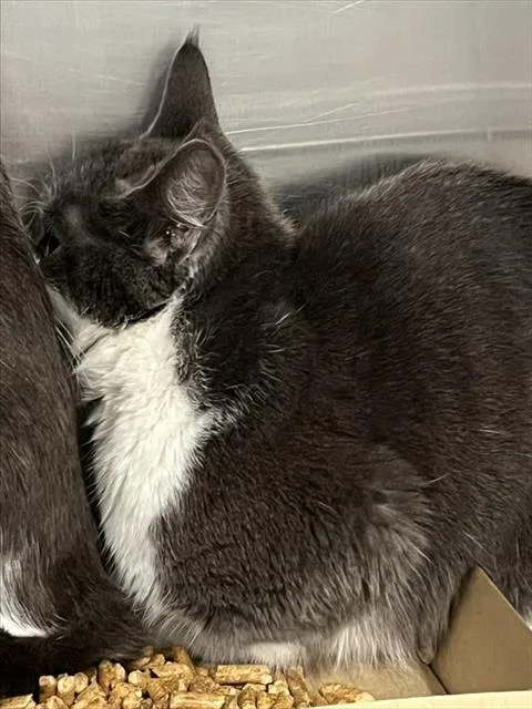 An adult large-sized female Gray / Blue / Silver Domestic Short Hair cat named Alba for adoption in Tavares, FL