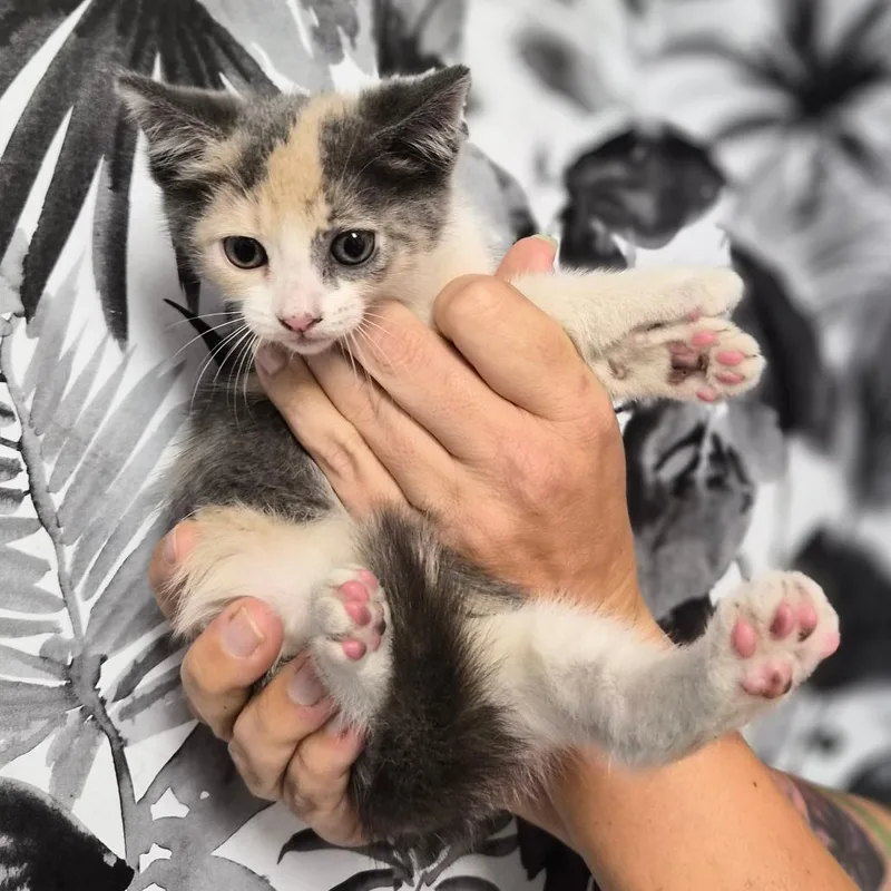 A baby small-sized female Calico Domestic Short Hair cat named Crystal for adoption in Wahiawa, HI
