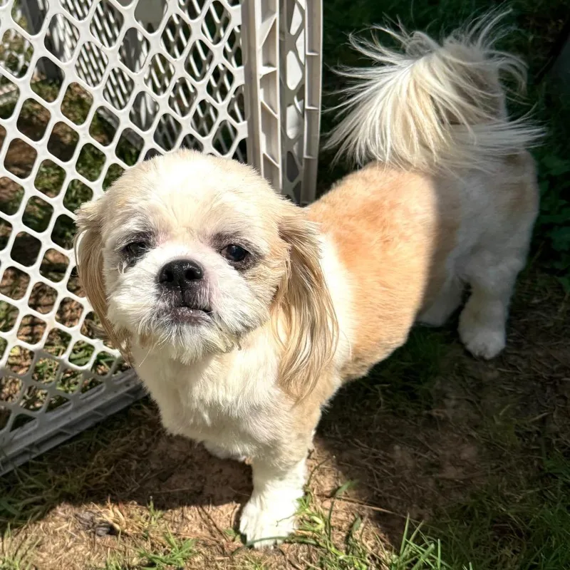 A senior small-sized male Yellow / Tan / Blond / Fawn Shih Tzu dog named Sebastian Chai for adoption in Houston, TX
