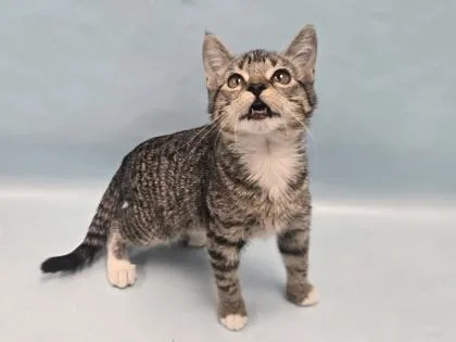 A baby small-sized female Domestic Short Hair cat named Rain for adoption in Coon Rapids, MN