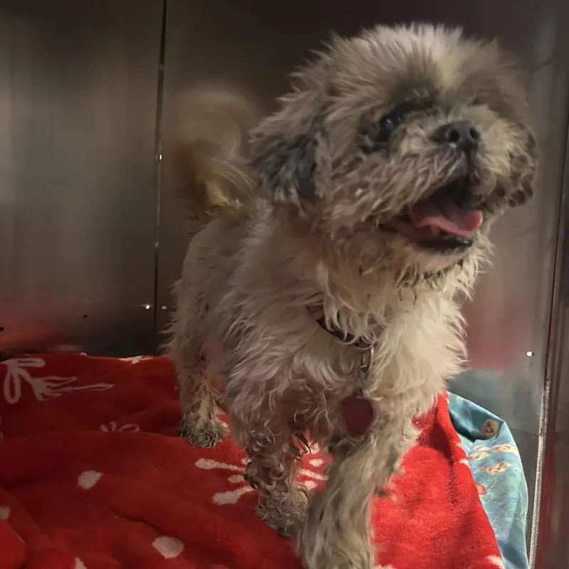 Chloe Float thumbnail 4