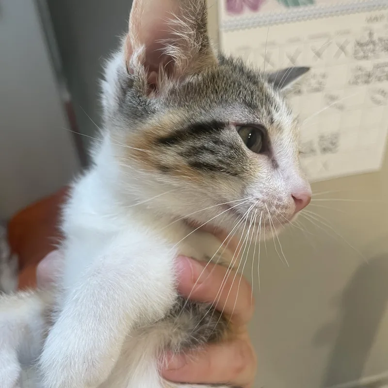 A baby medium-sized female Calico cat named Harlow for adoption in Albuquerque, NM