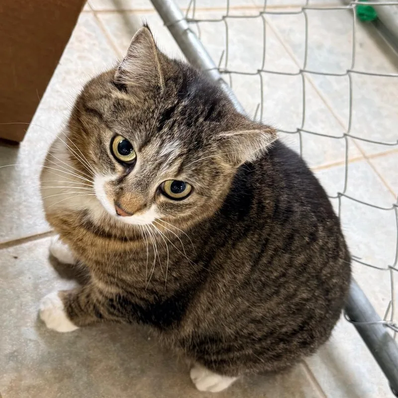 An adult medium-sized female Brown / Chocolate Domestic Short Hair cat named Lily for adoption in East Smithfield , PA