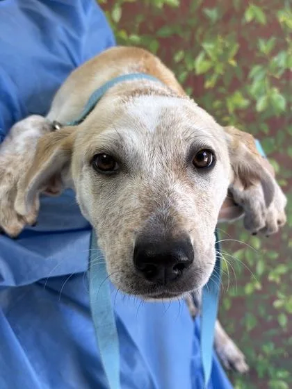 A young small-sized female Labrador Retriever dog named Parker for adoption in San Antonio, TX