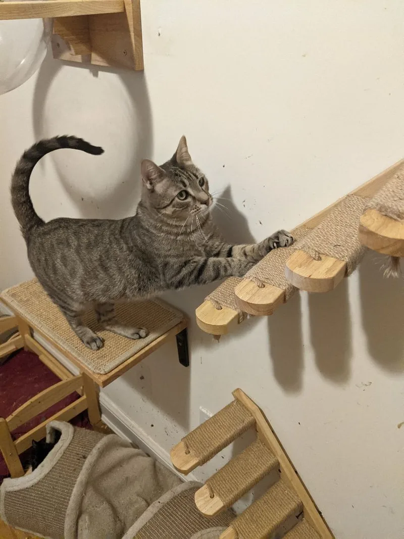 Flaquito thumbnail 2