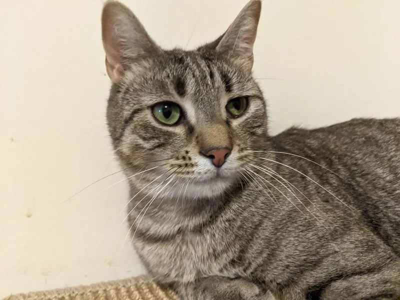 Flaquito thumbnail 4