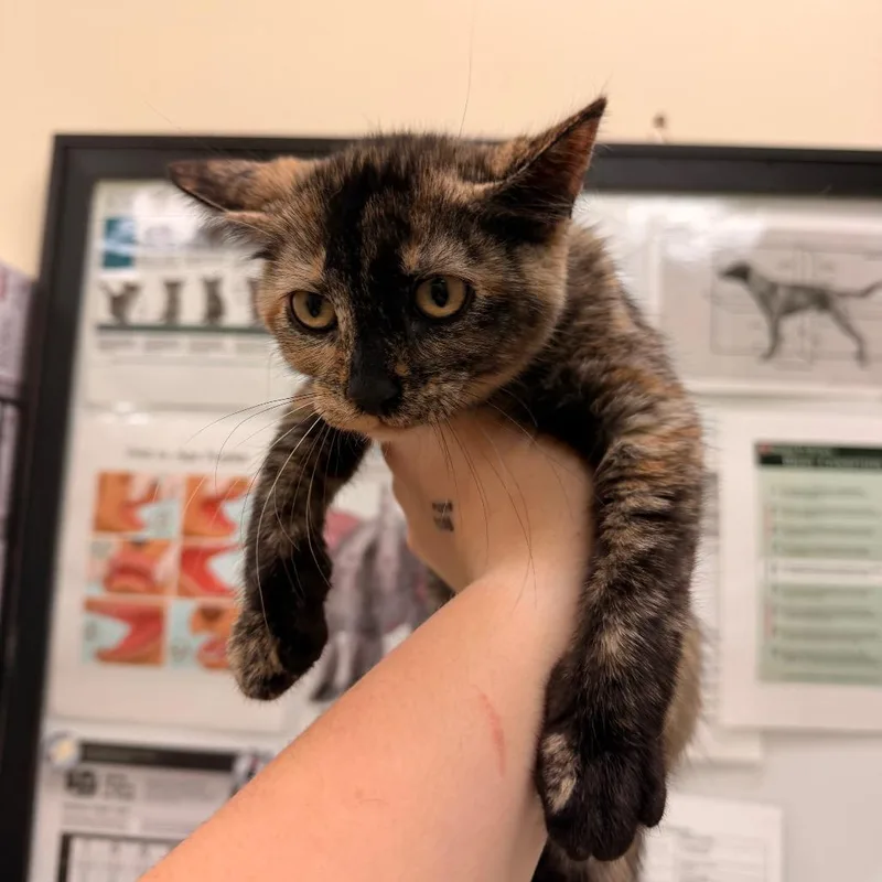 A baby small-sized female Tortoiseshell Domestic Short Hair cat named Brian Wilson for adoption in Lynchburg, VA