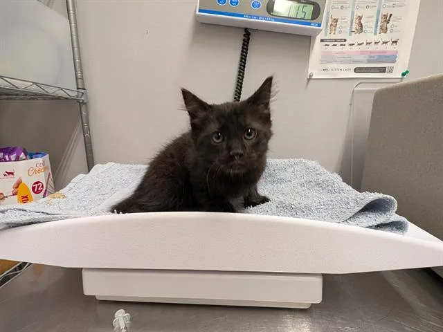A baby medium-sized male Domestic Long Hair cat named Thunderpaws for adoption in Kent, WA