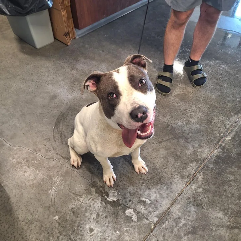 A baby large-sized male Pit Bull Terrier dog named Deuce for adoption in Gautier, MS