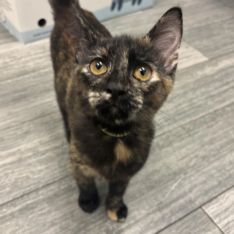 A baby small-sized female Black Domestic Short Hair cat named Maya Lou for adoption in Jacksonville, FL