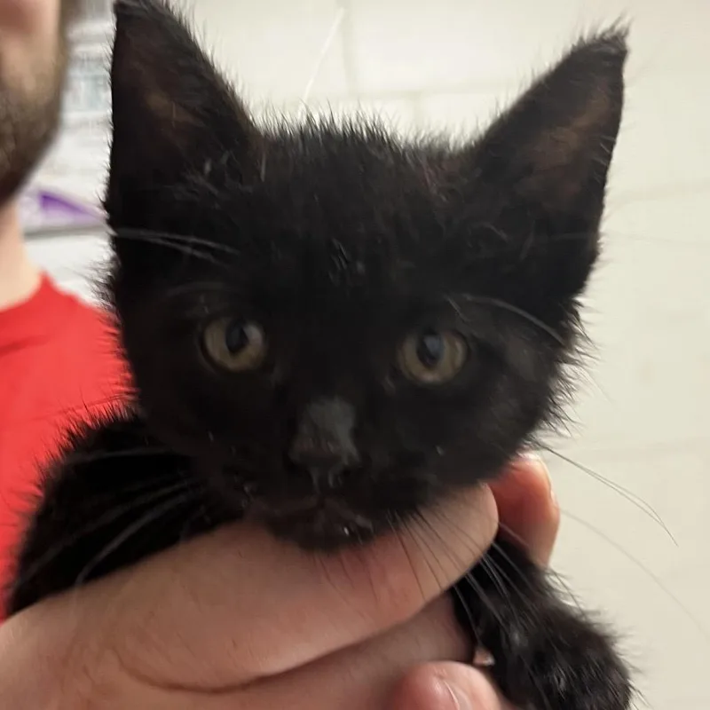 A young medium-sized female Black Domestic Short Hair cat named Cindy Lou Who for adoption in Birmingham, AL