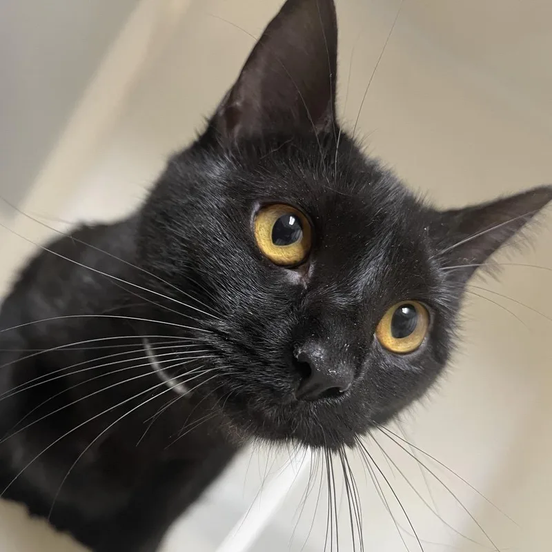 Cindy Lou Who thumbnail 2