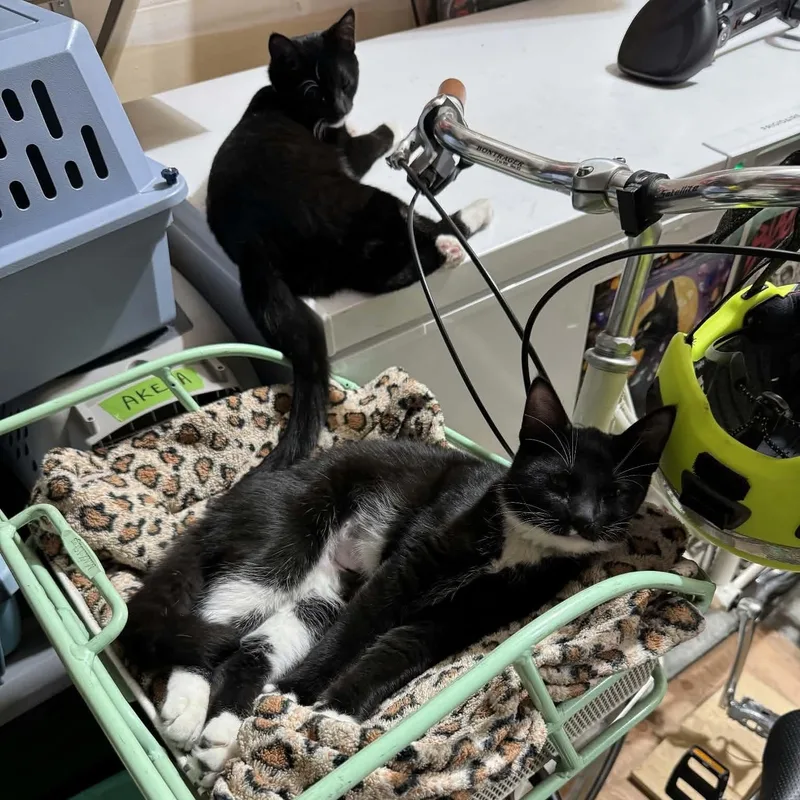 A baby small-sized female Black & White / Tuxedo Domestic Short Hair cat named Akela & Doe for adoption in Gladstone, OR