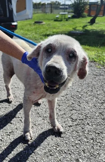 An adult medium-sized female Treeing Walker Coonhound dog named Betty White for adoption in Inverness, FL