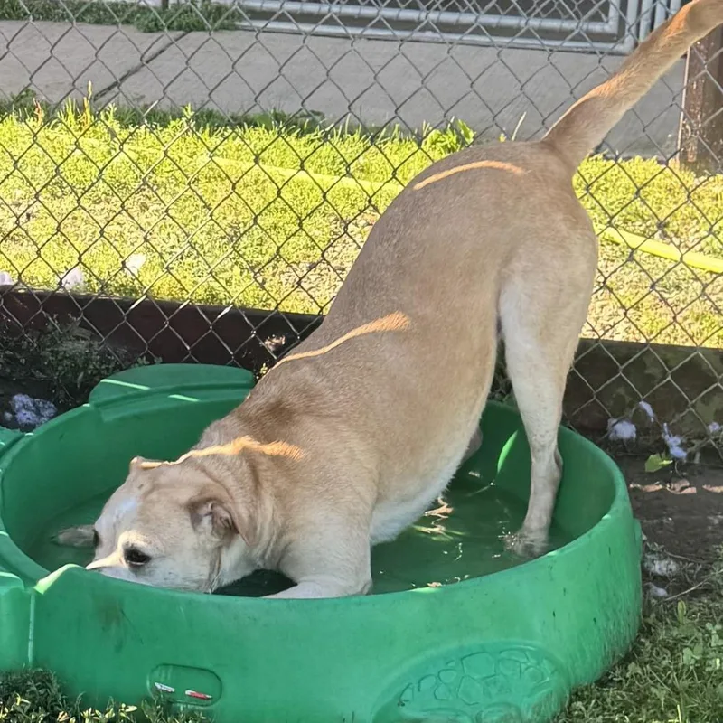 Raja