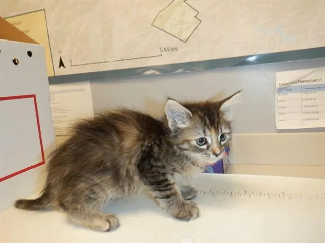 A baby small-sized female Domestic Medium Hair cat named A for adoption in San Jose, CA