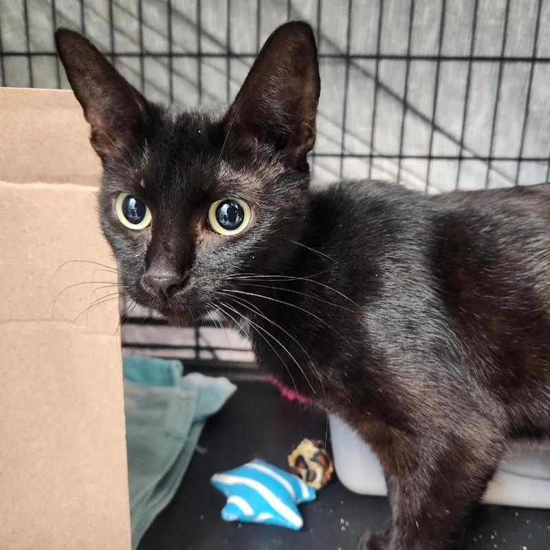 A baby medium-sized female Domestic Short Hair cat named Burgundy for adoption in Tacoma, WA
