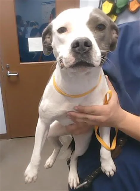An adult large-sized female Pit Bull Terrier dog named Bailey for adoption in Phoenix, AZ
