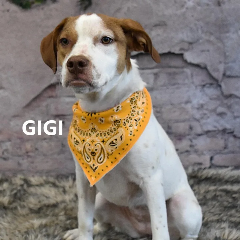A young medium-sized female Brown / Chocolate Brittany Spaniel dog named Gigi for adoption in Yuma, AZ
