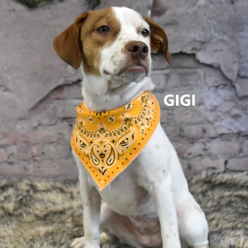 Gigi thumbnail 2