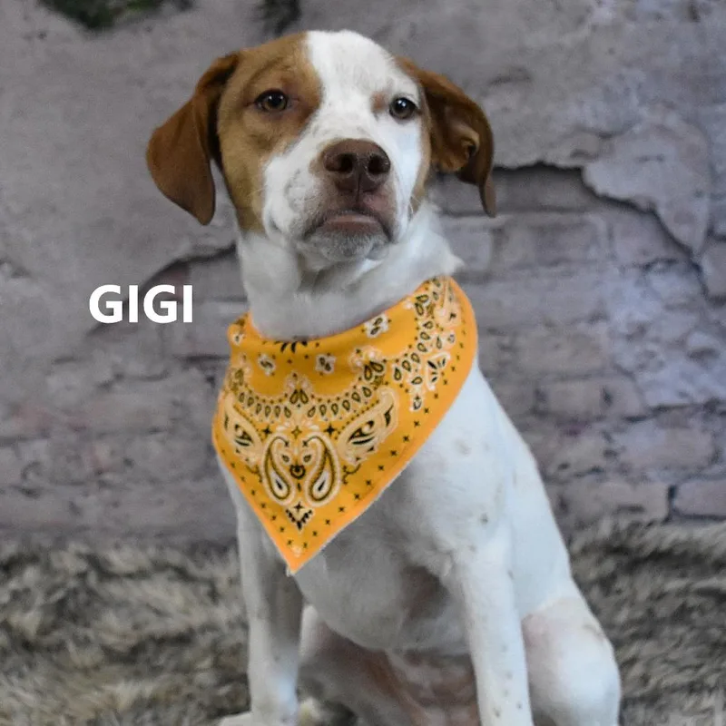 Gigi thumbnail 3