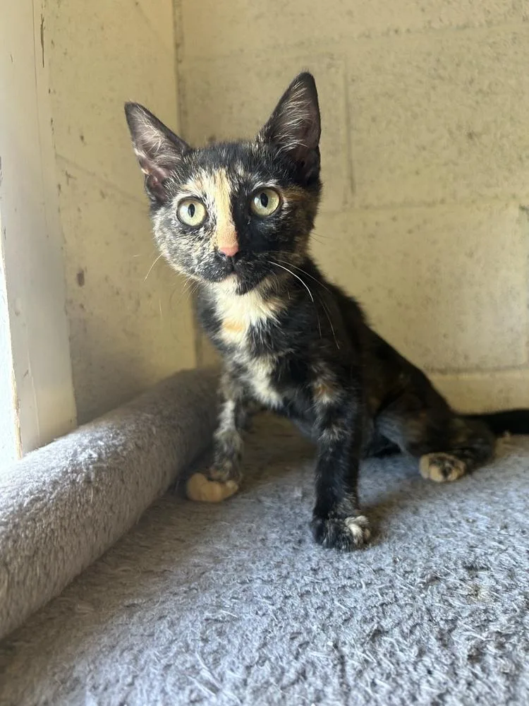 A baby small-sized female Domestic Short Hair cat named Delilah for adoption in Ontario, CA