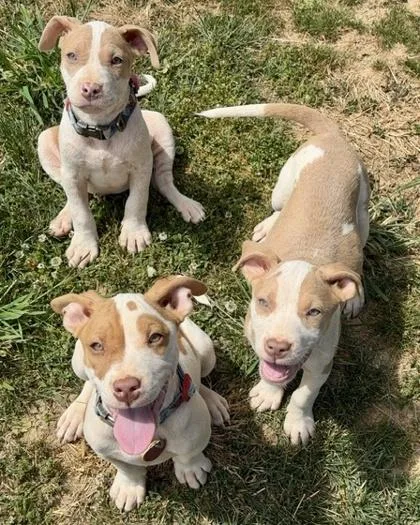 A baby medium-sized female Pit Bull Terrier dog named Paisley for adoption in Malvern, PA