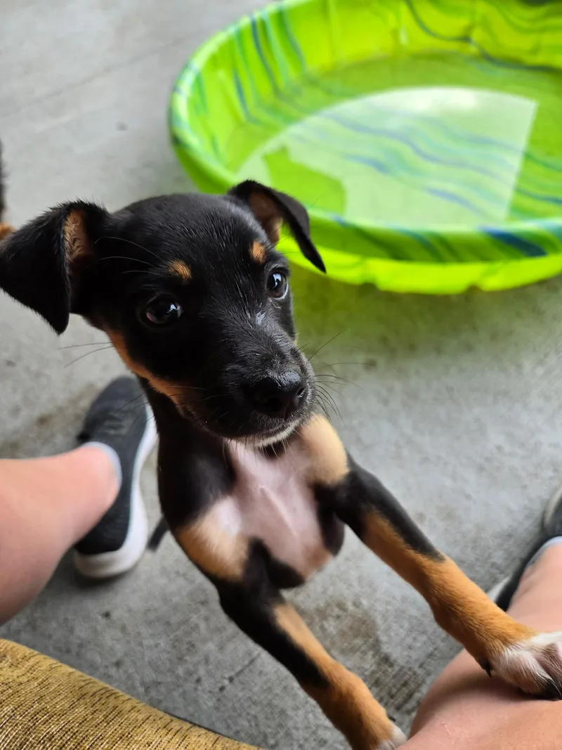A baby small-sized female Mixed Breed dog named Raven for adoption in Monona, WI