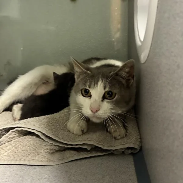 An adult small-sized female Domestic Short Hair cat named Mamie for adoption in Salt Lake City, UT