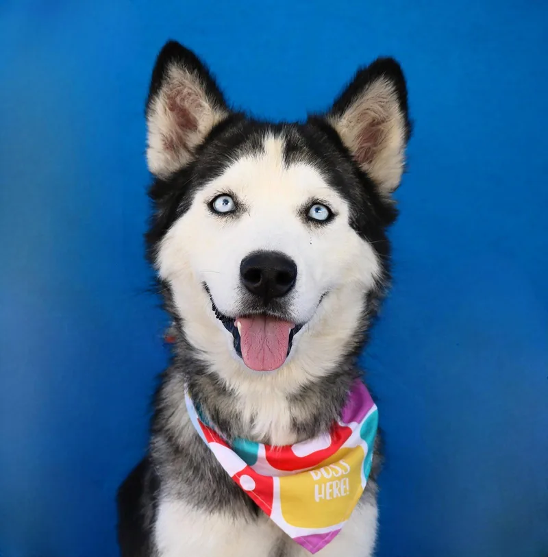 An adult medium-sized female Siberian Husky dog named Ice for adoption in Pasadena, CA