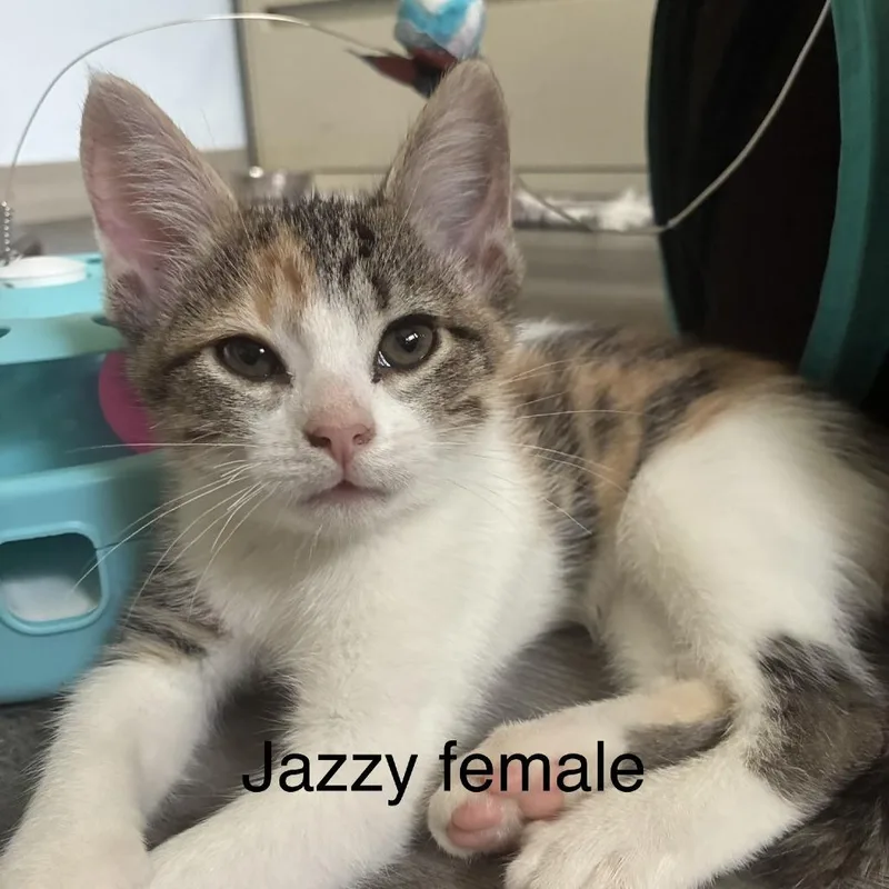 A baby small-sized female White Domestic Short Hair cat named Jazzy for adoption in Lakewood, CO
