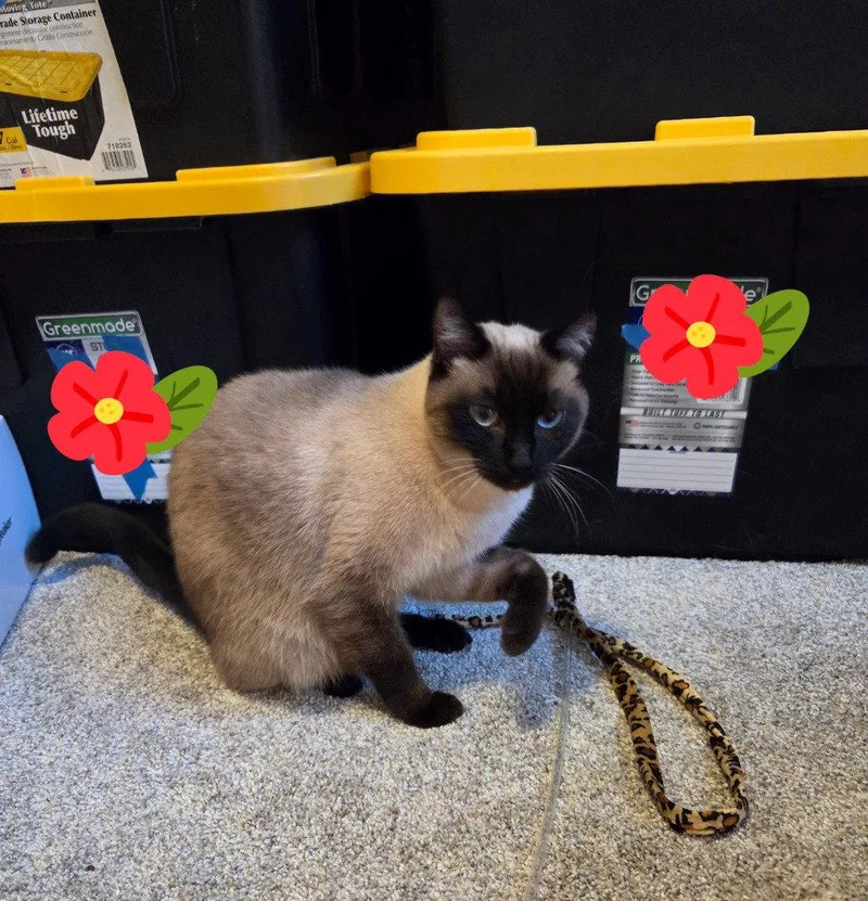 An adult medium-sized female Siamese cat named Isabella for adoption in Battle Ground, WA