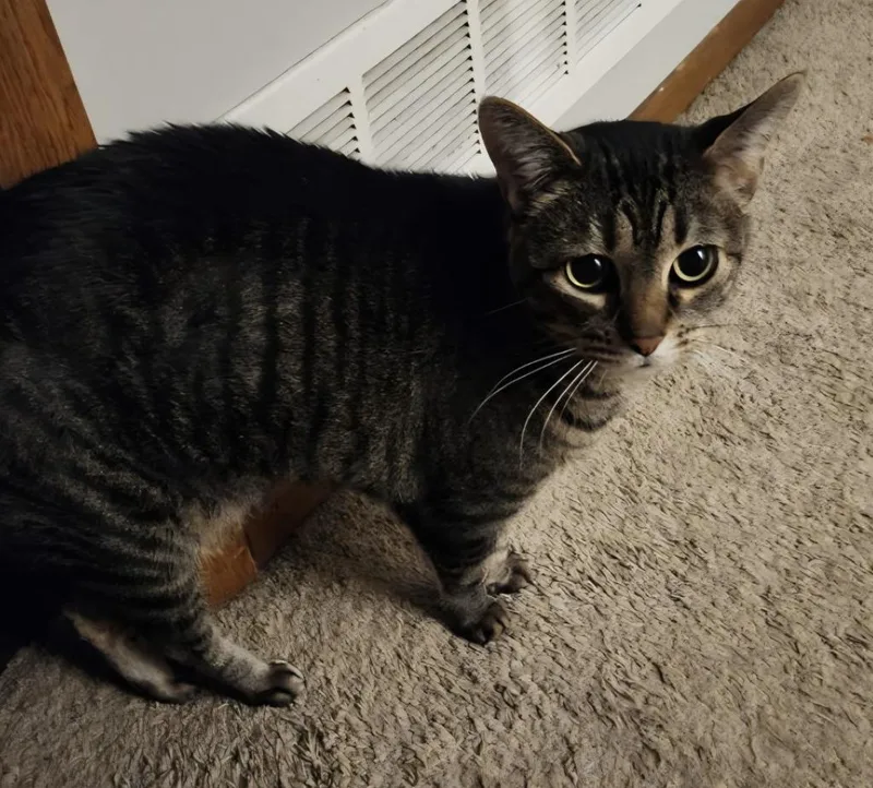 A senior medium-sized female Domestic Short Hair cat named Tabitha for adoption in Minneapolis, MN