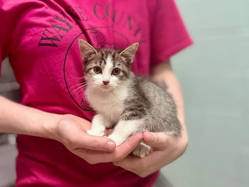 A young medium-sized female Domestic Short Hair cat named Blueberry for adoption in Wooster, OH