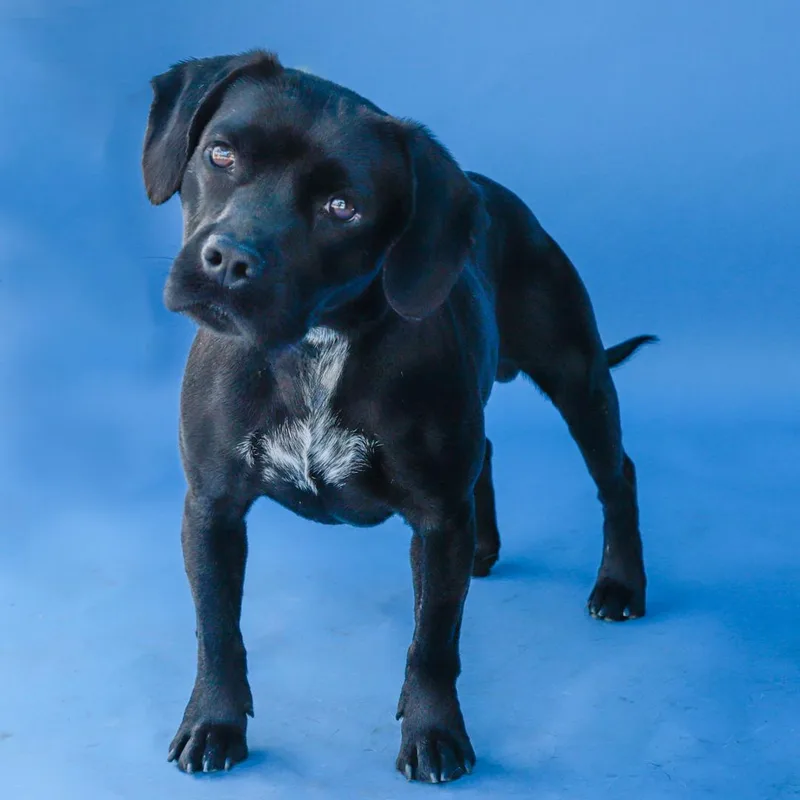 An adult medium-sized male Pug dog named Pinto for adoption in Pasadena, CA