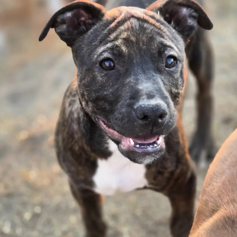 A baby medium-sized male Brindle Pit Bull Terrier dog named Ozzy for adoption in Sheridan, AR
