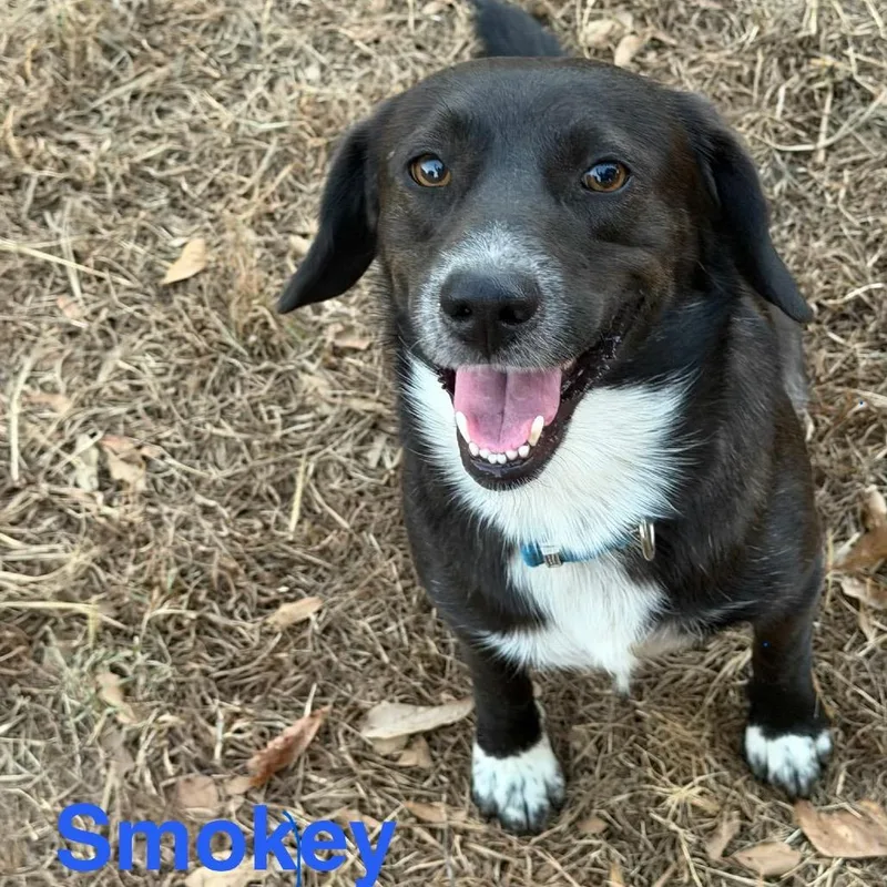 An adult medium-sized male Black Labrador Retriever dog named Smokey for adoption in Hackett, AR