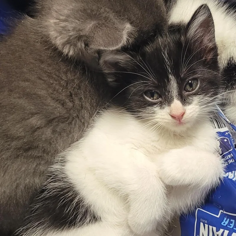 A baby small-sized female Black Domestic Short Hair cat named Mable for adoption in Edwardsville, IL