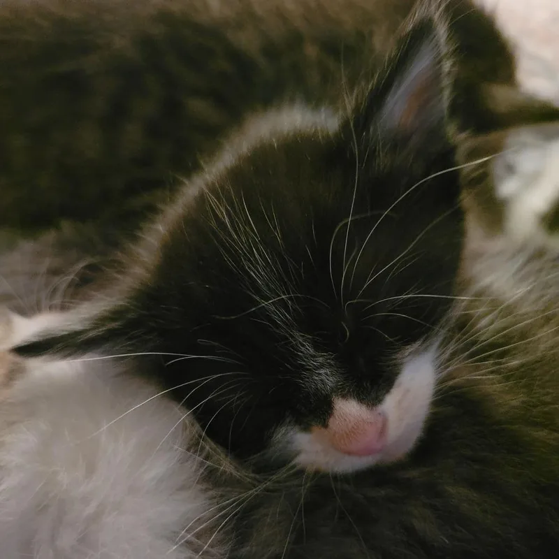 Mable thumbnail 2